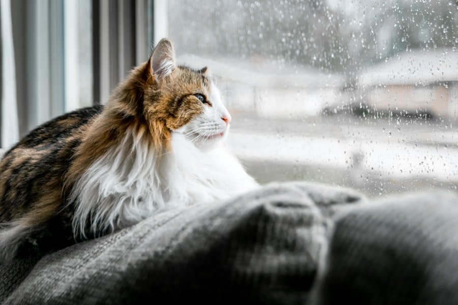 Photo Rainy day