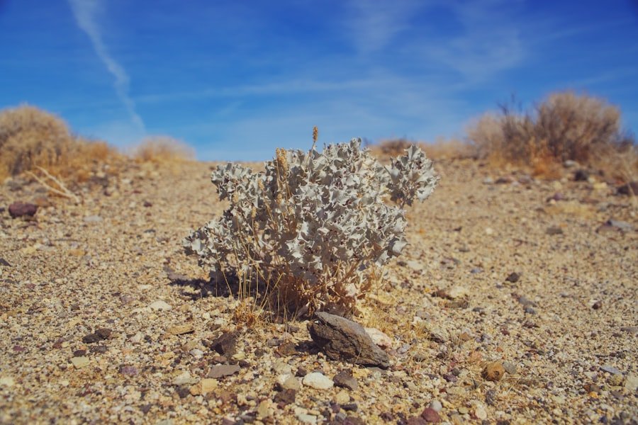 Photo Sunny desert