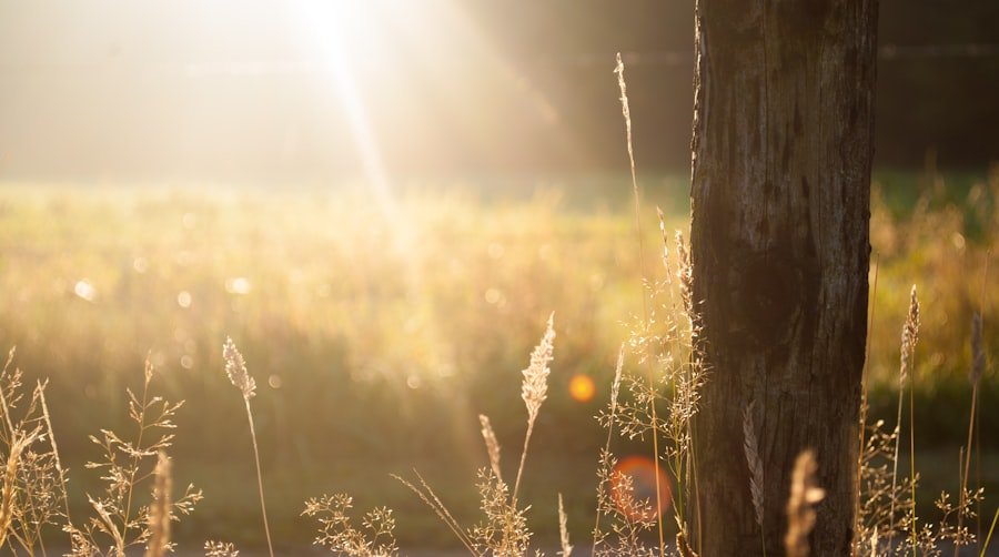 Photo sunny day