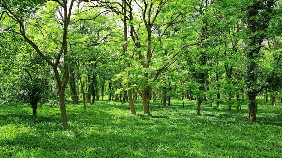 Photo Green forest