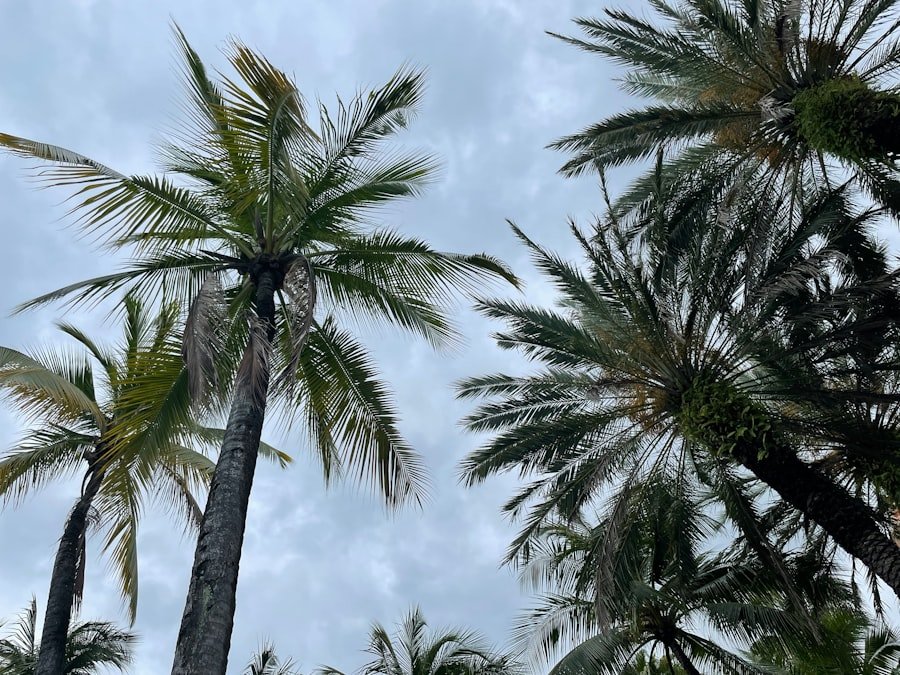 Photo tropical storm fernand forecast